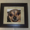 A Framed Picture of my Friend's Dog